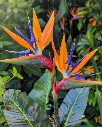 شتلات عصفور الجنه Strelitzia reginae