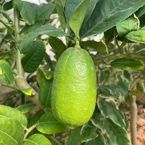 شتلات ليمون قلب التنين عمر ١٨ شهر