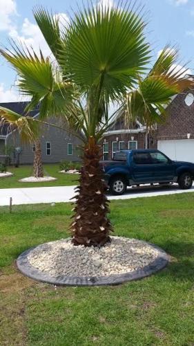 شتلات نخل واشنطونيا طول نصف متر