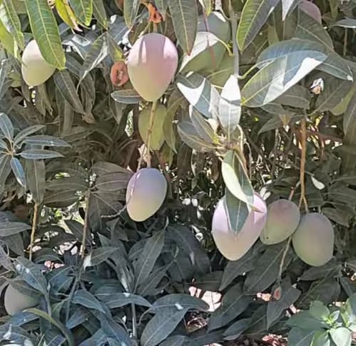 شتلات كريمسون برايد كبير