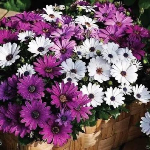 شتلات افريكان ديزي