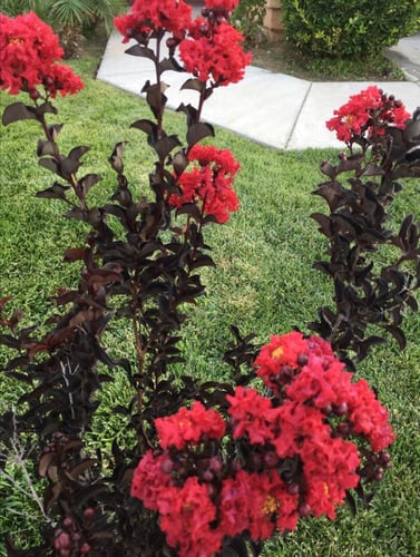 شتلات لنجستروميا بلاك دايموند ألماسه السوداء