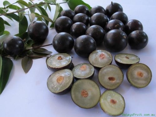شتلات عنب برازيلي Jabuticaba