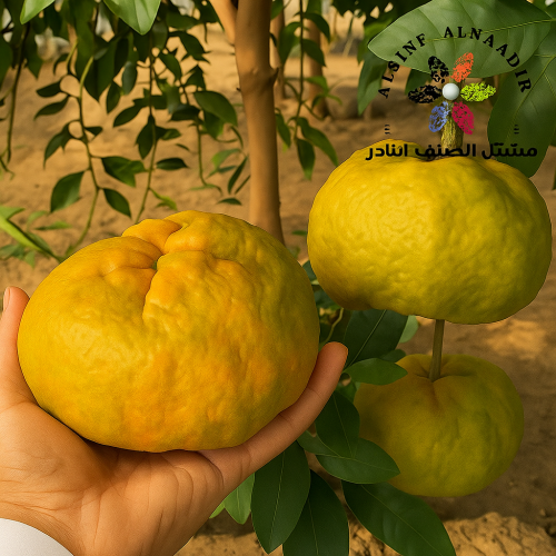 شتلات يوسفي ساتسوما عمر 18 شهر