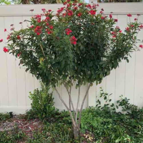 شتلات جتروفيا احمر