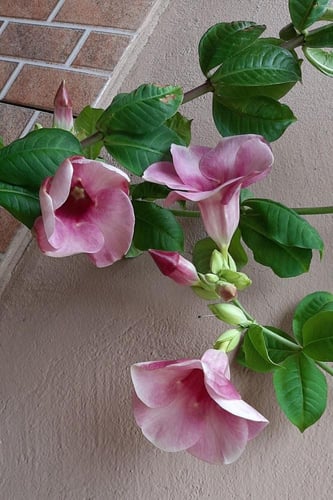 شتلات الماندا احمر