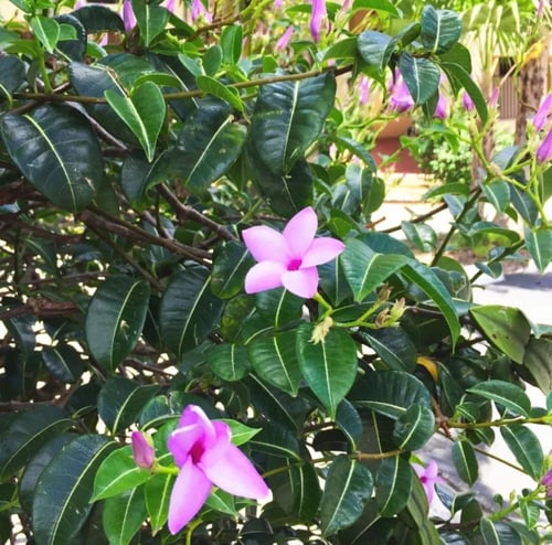 متسلقة روبير فين