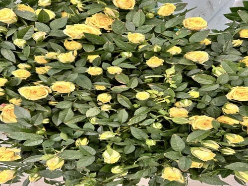 شتلات ورد بيبي روز هولندي اصفر