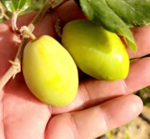 شتلات سدر كمثراوي