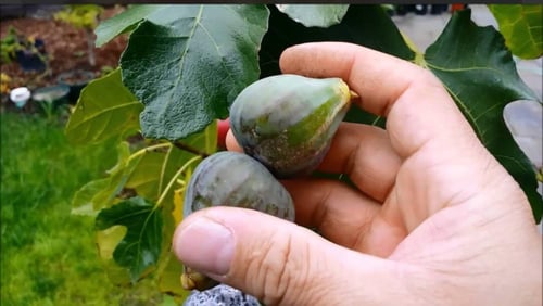 شتلات تين سمث