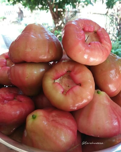 شتلات تفاح الورد سيزيجيوم جامبوس وردي