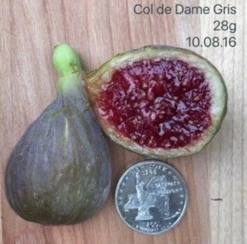 شتلات تين كول دي دام قريس