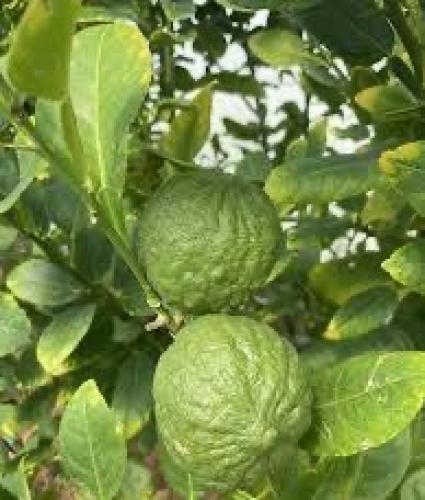 شتلات ليمون زنجبيل عمر ١٨ شهر