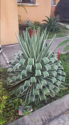 شتلات يوكا فيرجاتا المبرقشه