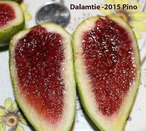 شتلات تين دالماتيا