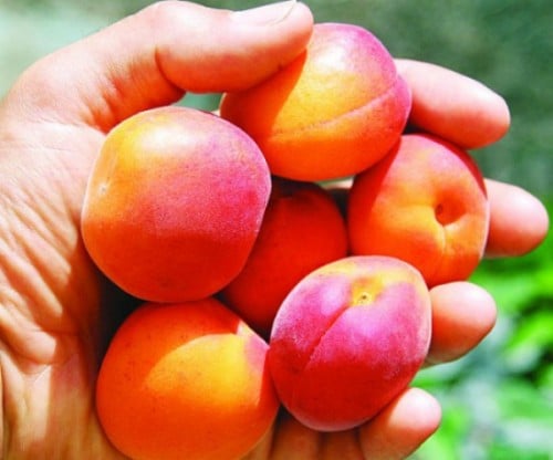 شتلات مشمش وزري