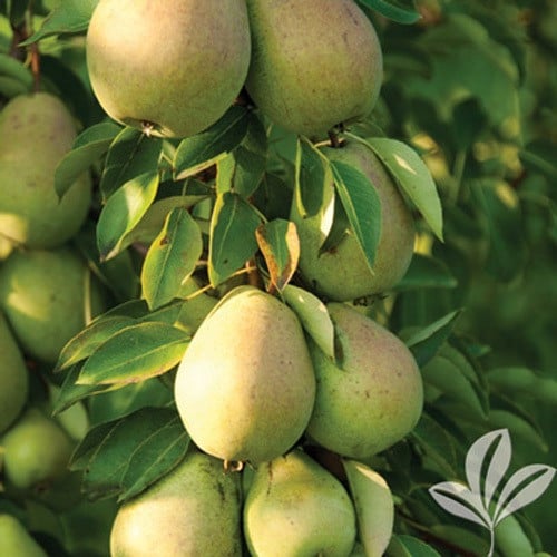 كمثرى لاكونت