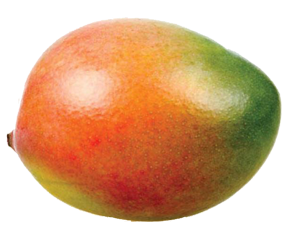 شتلات مانجو هايدي كبير