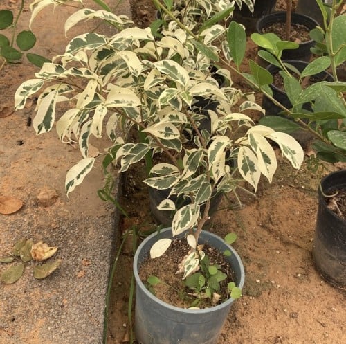 شتلات فيكس بنجامينا مبرقش