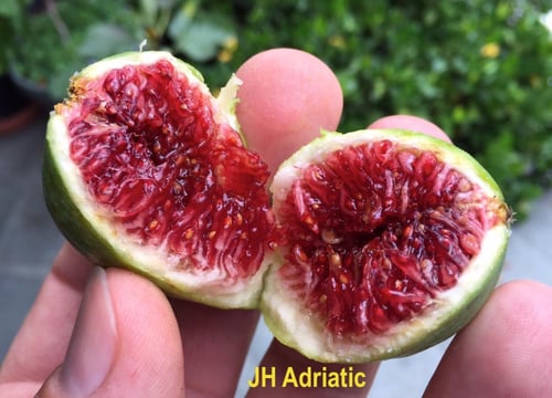 جي اتش ادرياتك