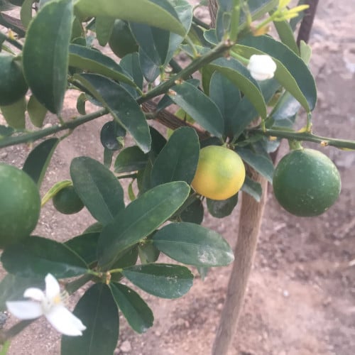 ليمون صيني ليموكوات عمر ١٨ شهر