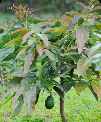 شتلات افوكادو غير مطعم