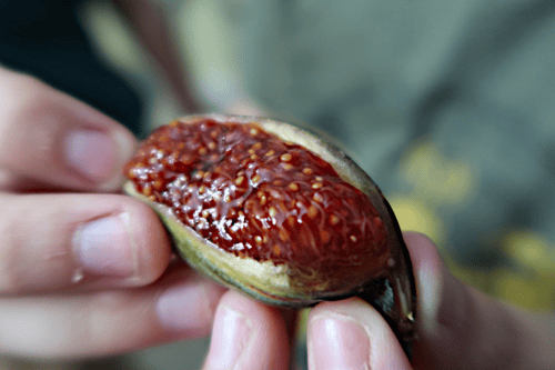 شتلات تين تايقر احمر