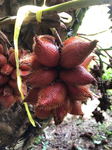 شتلات فاكهة الثعبان سالاكة