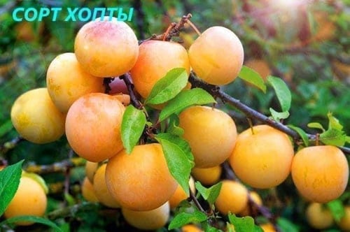 شتلات بخاره بايونير اصفر