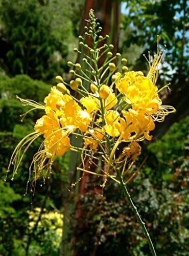 شتلات سيسالبينيا جلليسياي ( زهرة الطاووس) اصفر