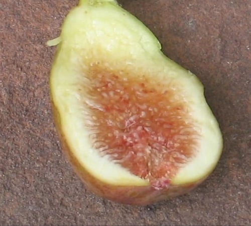 شتلات تين برونزويك