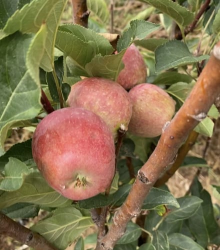 تفاح استاركنج