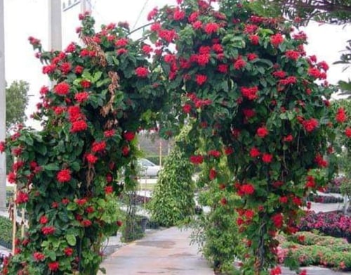 شتلات متسلقة طربوش الملك احمر