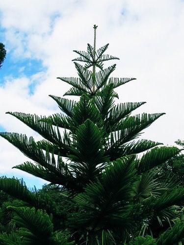 شتلات اروكاريا