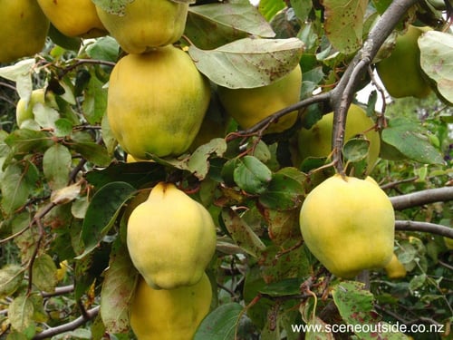 شتلات سفرجل