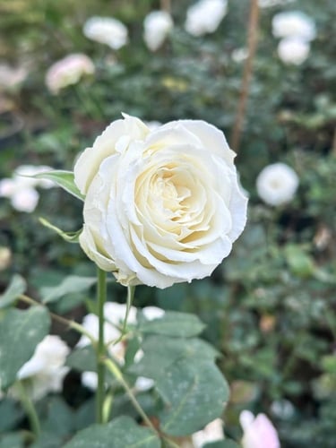 شتلات ورد جوري ابيض