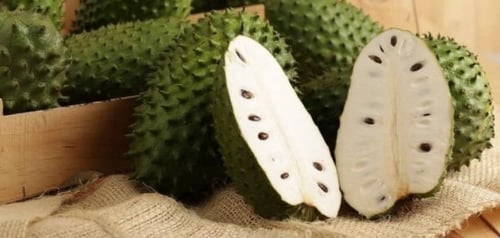 شتلات قشطة جرافيولا graviola