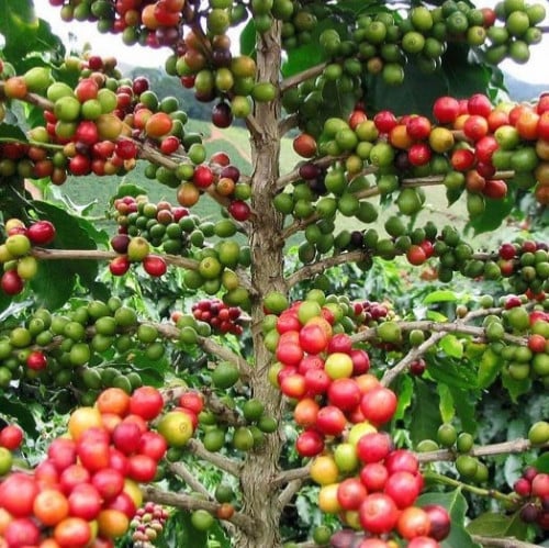 شتلات بن قهوه شدا الباحة