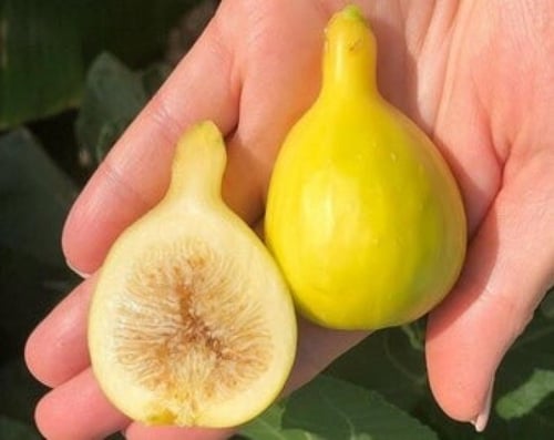 شتلات تين يلو لونق نك