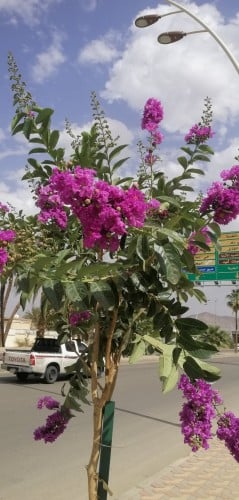 شتلات تمر حناء فرنسي بنك