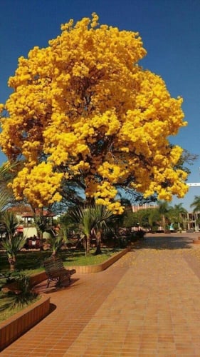 تبوبيا قولد