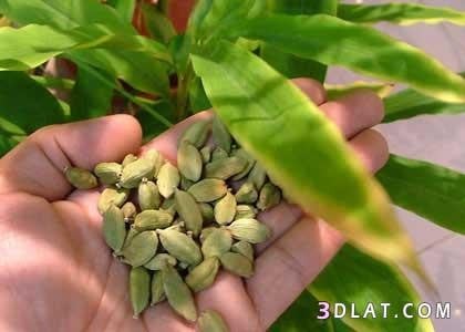 شتلات هيل مستورد تايلندي اقرأ الوصف