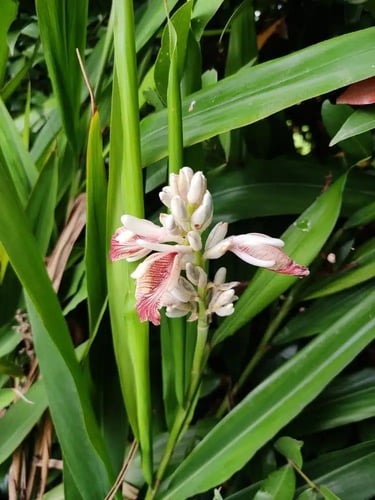 شتلات هيل مستورد تايلندي اقرأ الوصف