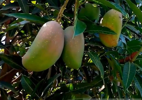 شتلات مانجو صديق كبير