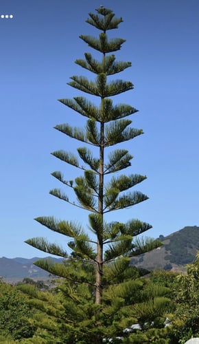 شتلات اروكاريا