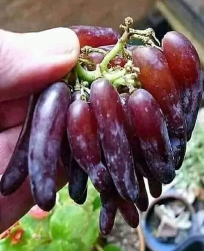 شتلات عنب ايطالي بيزوو تيللو نيرو