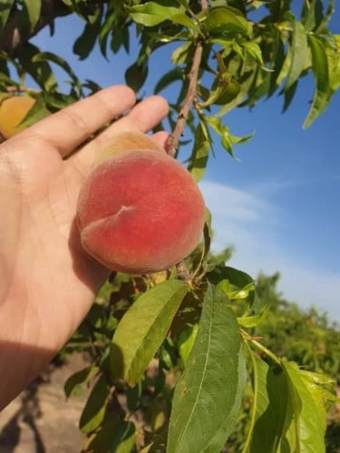 خوخ فلوريدا برنس