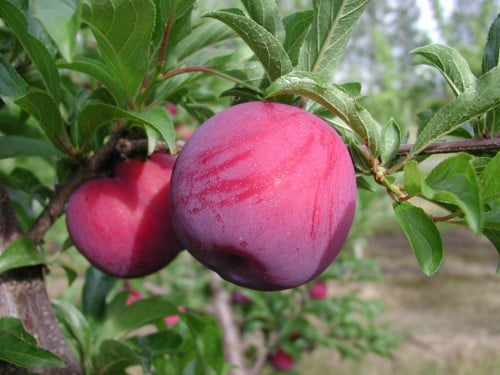 بخاره افريكانو روز