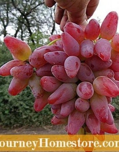 شتلات عنب روسي اورجينال