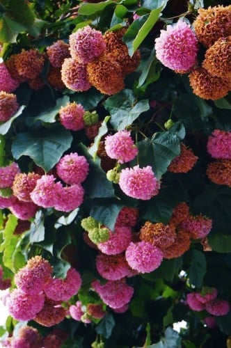 شتلات دومبيا احمر